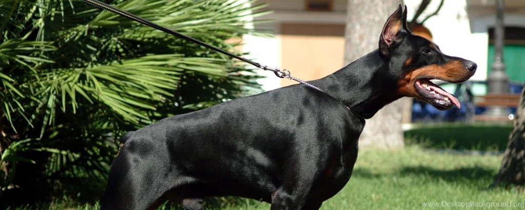 Download Wallpapers 2560x1024 Doberman, Grass, Dog, Hunting ...