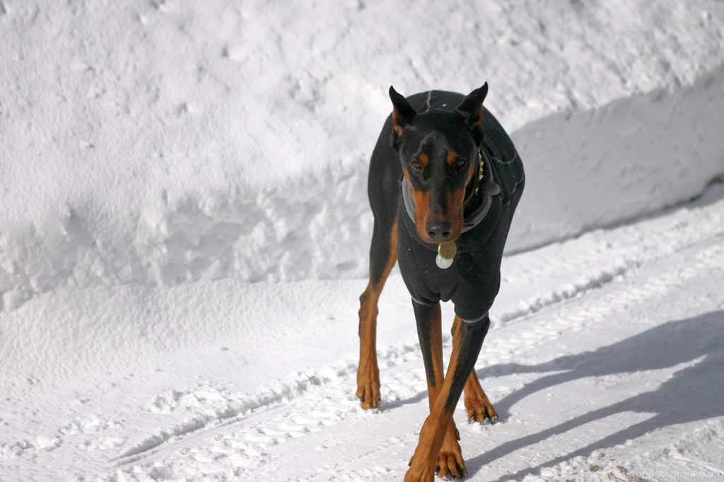 Doberman Wallpapers HD Desktop & Facts