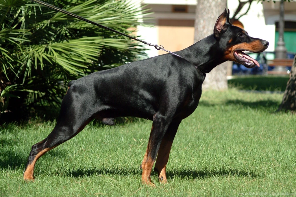 Doberman Black And White   Wallpaper.