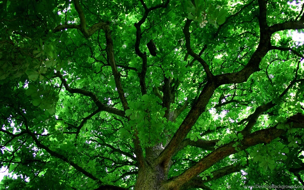Desktop Backgrounds Trees