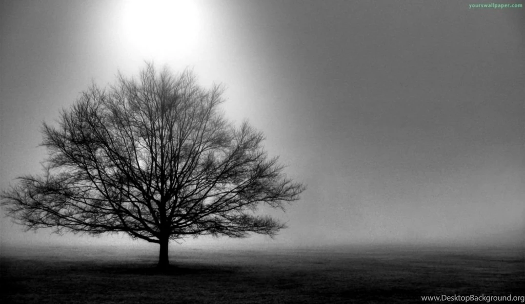 Amazing Wallpapers Black And White Trees