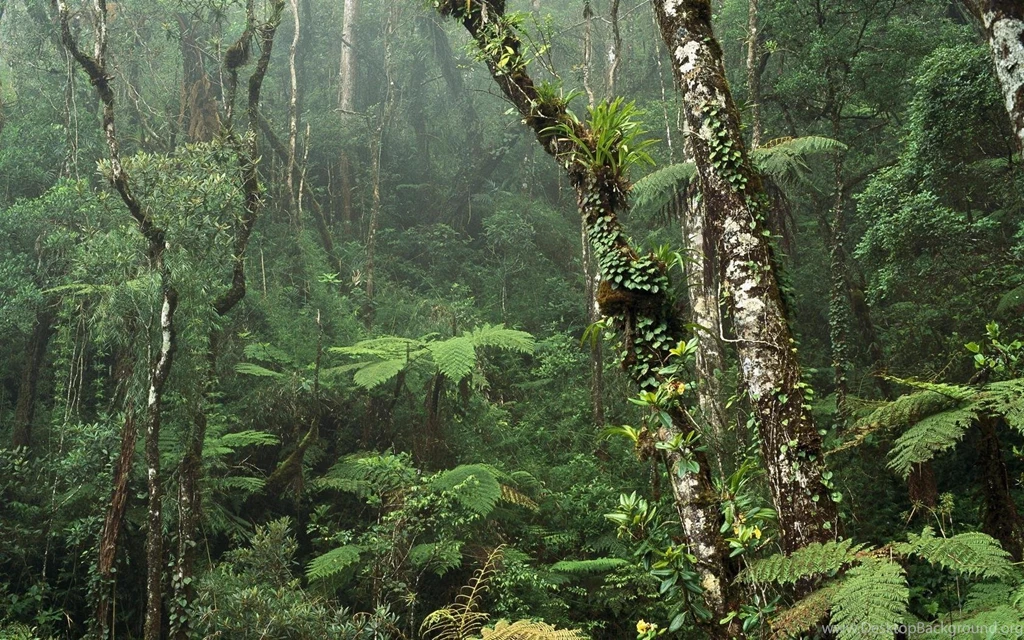 Trees: Trees Forests Paths Free Desktop Backgrounds For HD 16:9 ...