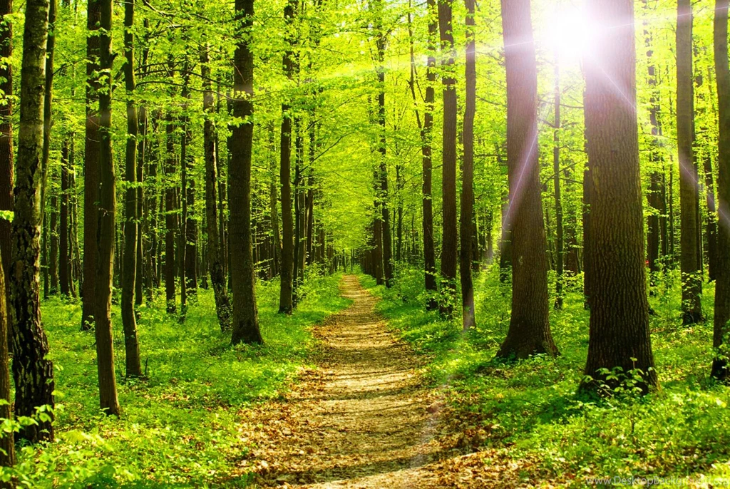 Commercial: Forest Sunlight Sunshine Summer Path Trees Nature Glow ...