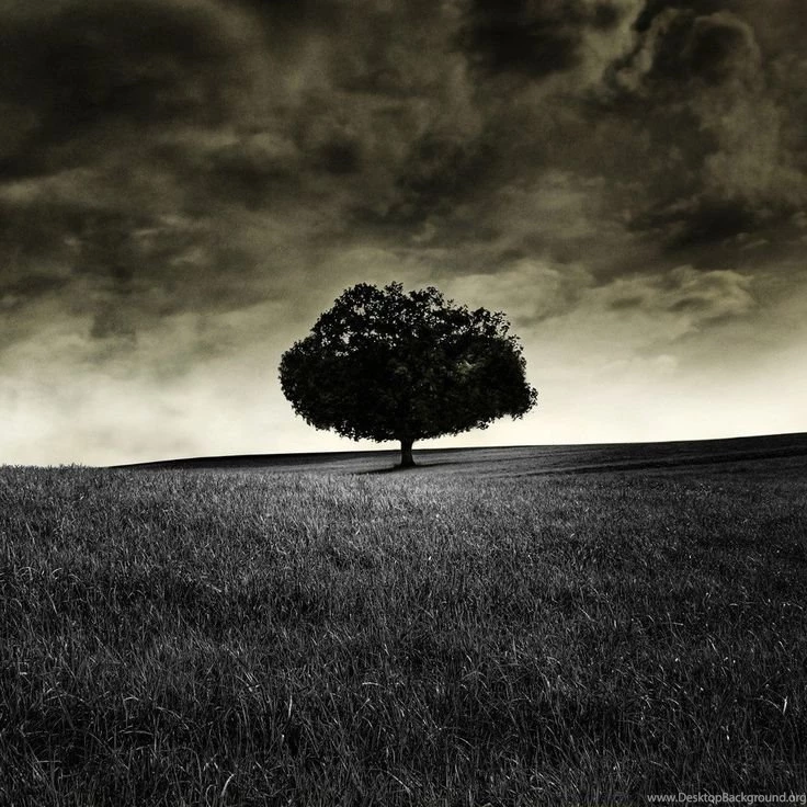 Dark Lonely Tree HD iPad Wallpapers