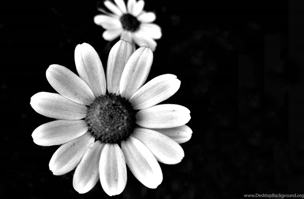 Black And White Flower Wallpapers
