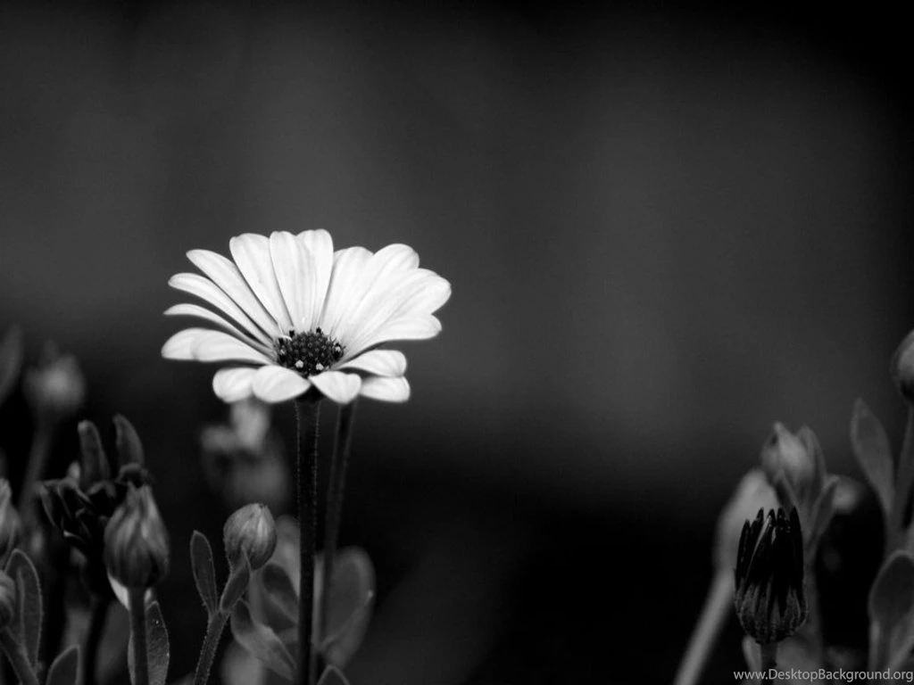 Black and White Flower Wallpaper 4 – Heena Rathore P.