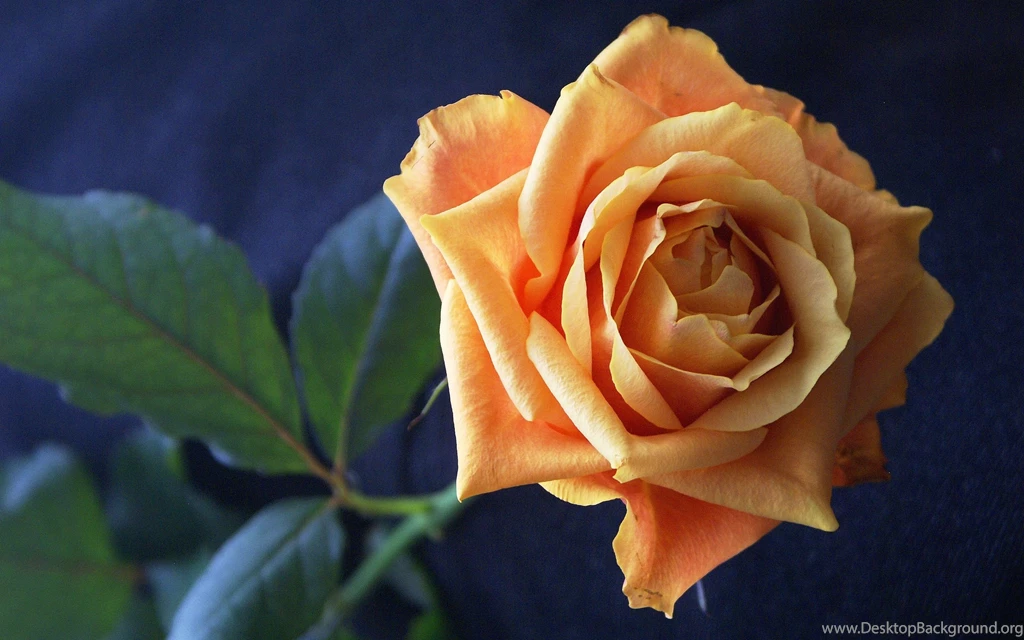 Cool Flower Field Wallpapers