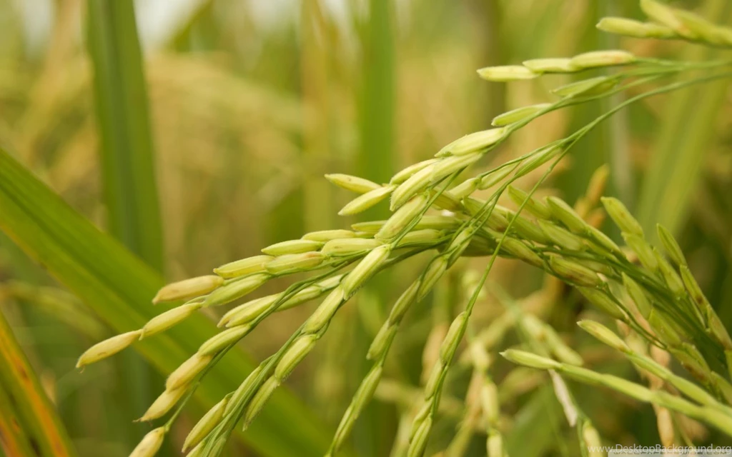 Golden Rice HD Desktop Wallpapers : Widescreen : High Definition ...