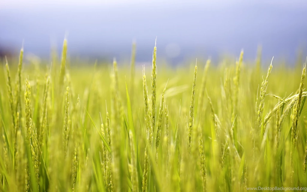 Rice Field Wallpapers 21904