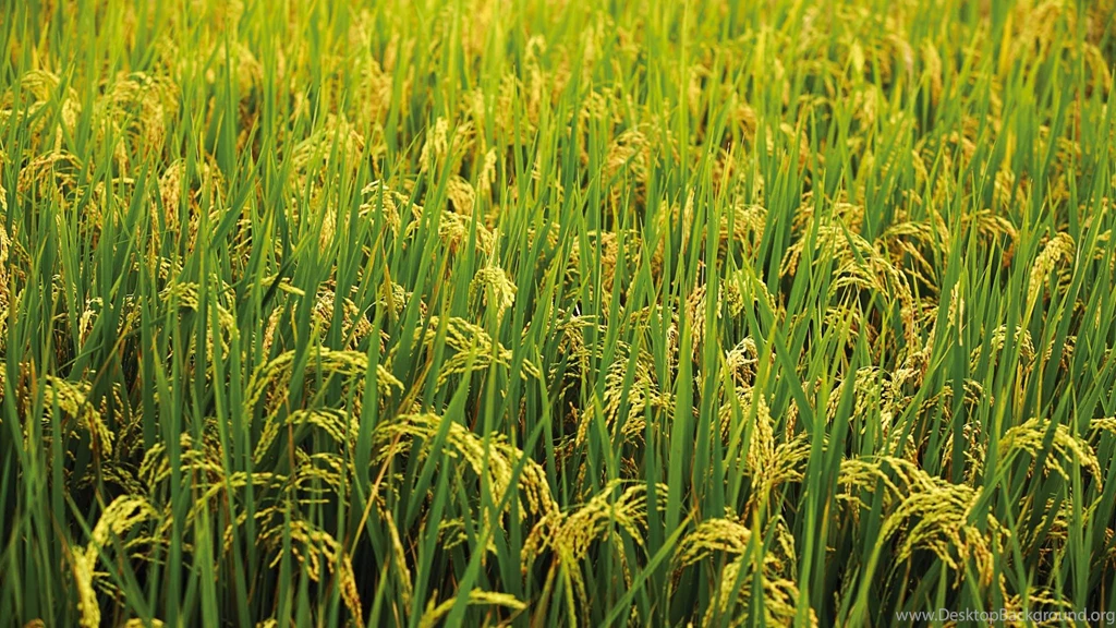 Chianan Plain Rice Wallpapers 1920x1080 Wallpapers Download ...