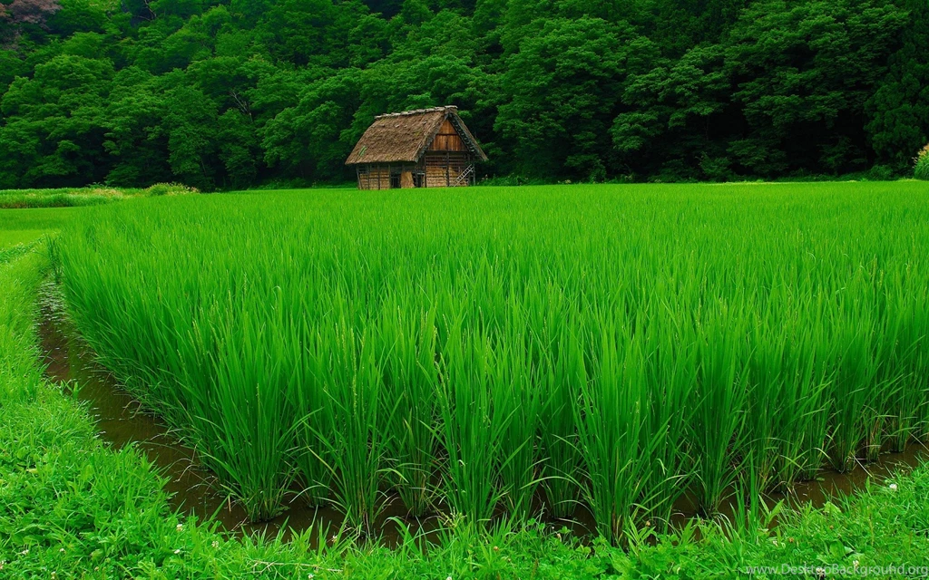 Rice Field Wallpapers 21904