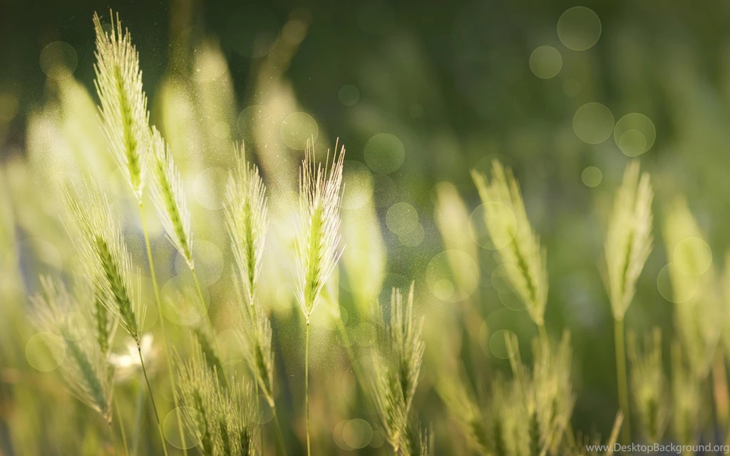 14 Rice HD Wallpapers