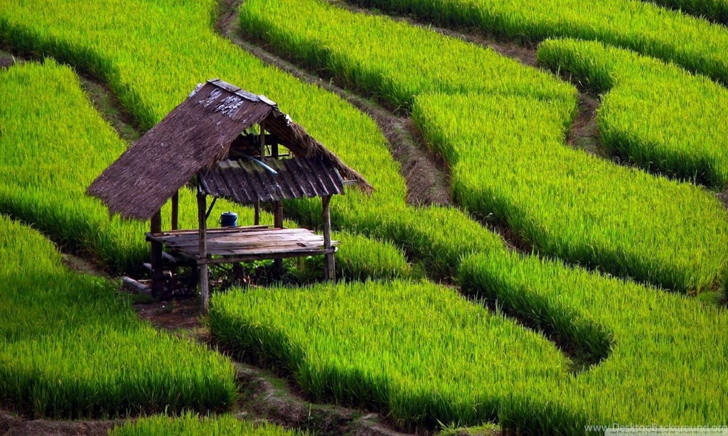 Rice Field Landscape HD Desktop Wallpapers : High Definition ...