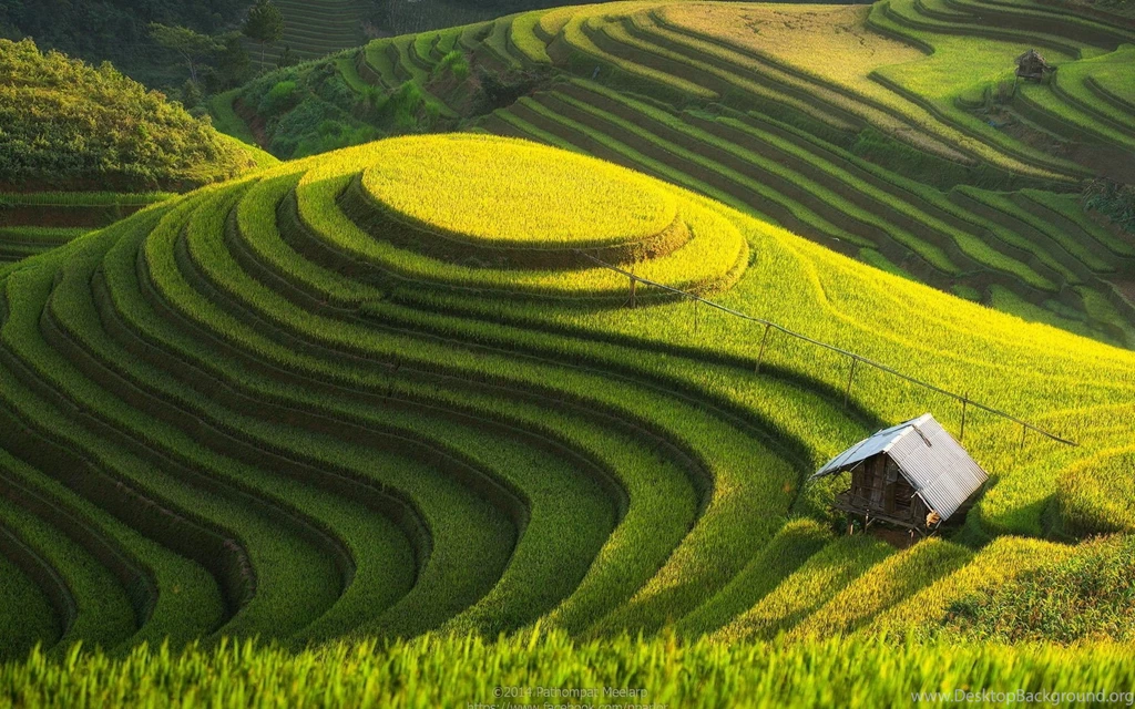 Rice Fields Nature Wallpapers For Desktop, Laptop & Mobile