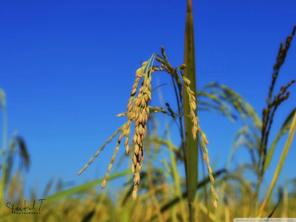 Rice Spikes Blue Sky HD Desktop Wallpapers : Widescreen : High ...