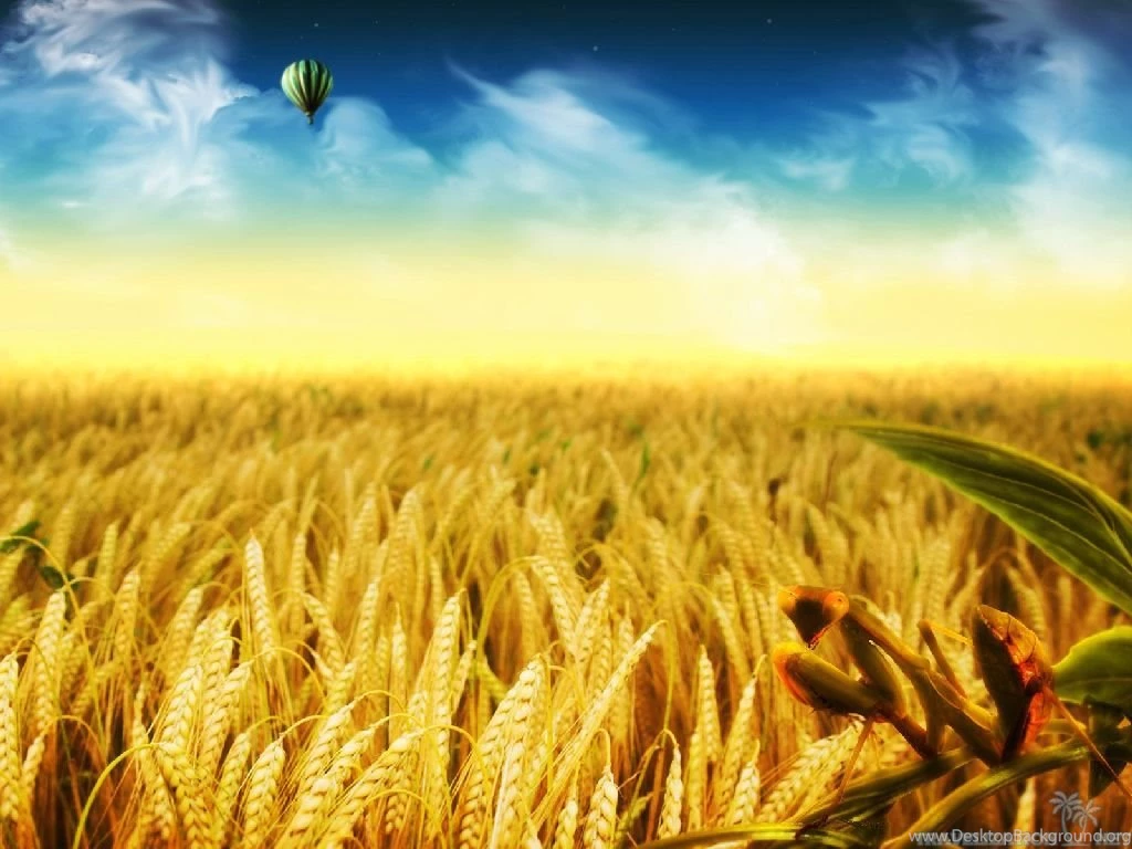 Pins For: Yellow Rice Field Wallpapers From Pinterest
