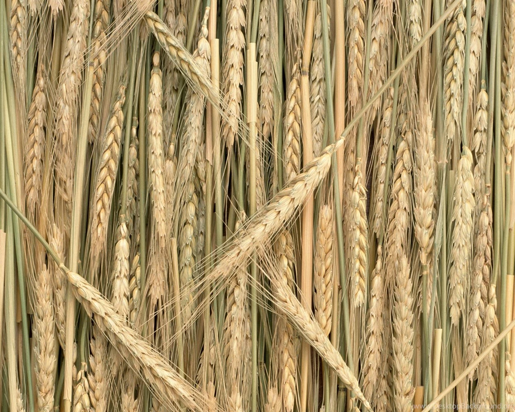 Rice Wheat Wallpapers