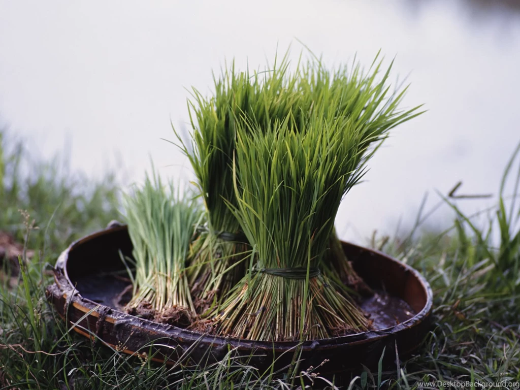Desktop Wallpapers · Gallery · Nature · Rice Sprouts