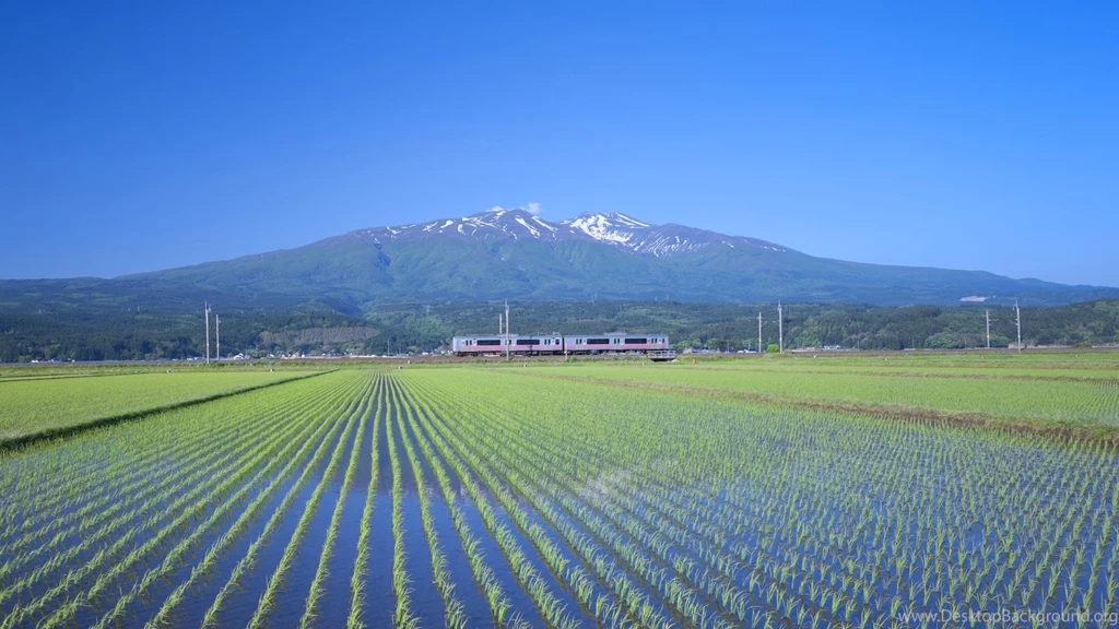 Rice Field Wallpapers 21904