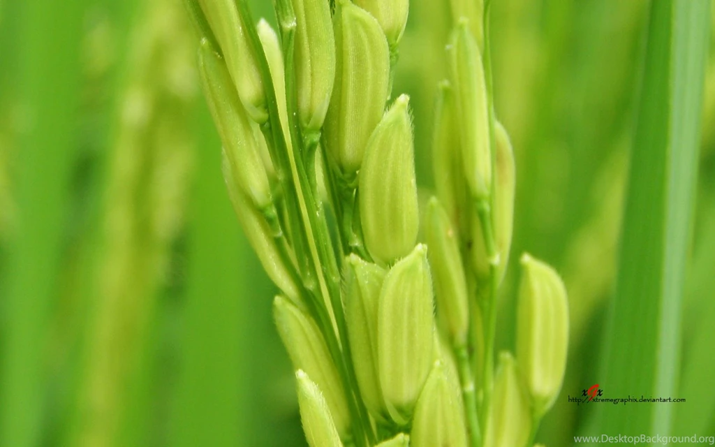 Rice Fields Widescreen By Xtremegraphix On DeviantArt