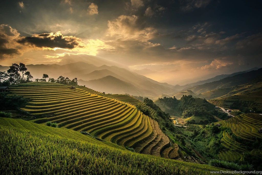 Rice Paddies Wallpapers