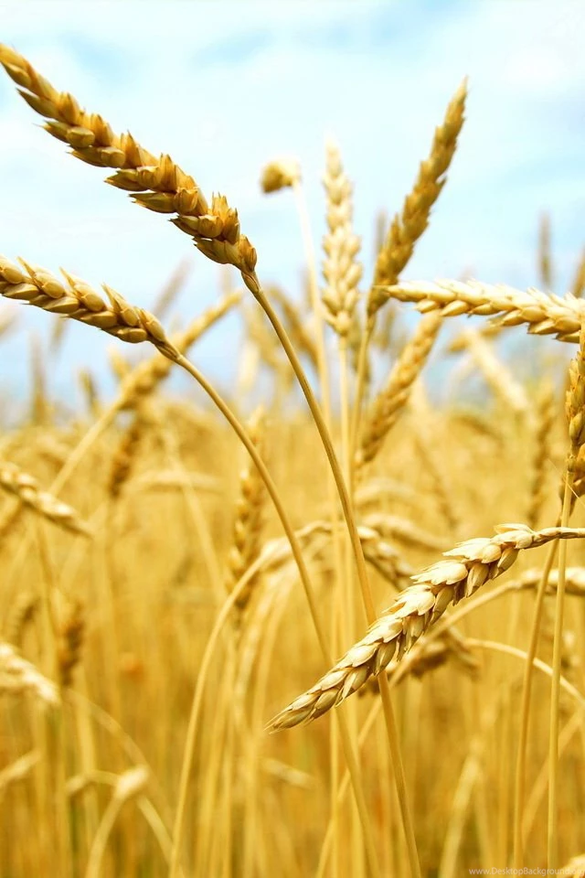 Iphone 4s wallpapers 1113