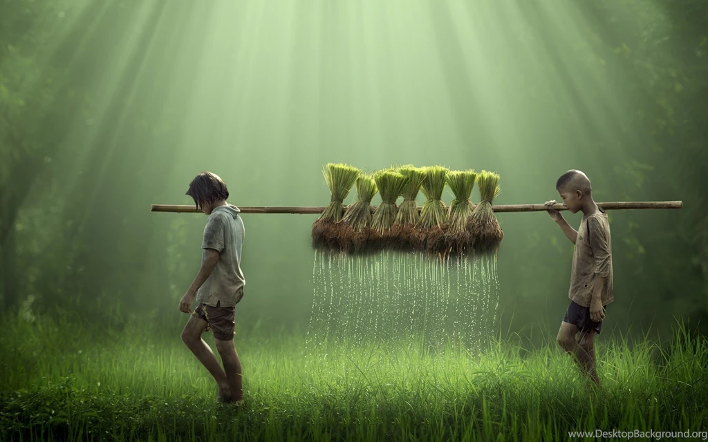 Children, Farmers, Farm, Field, Rice, Water Drops, Nature ...