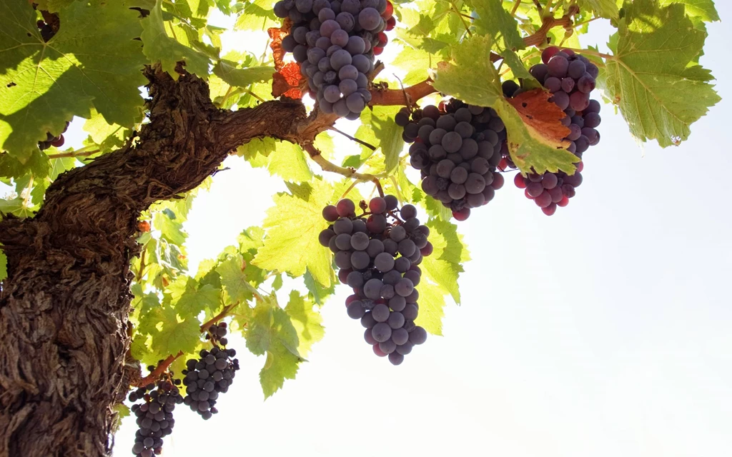 Wallpapers Grapes Wallpapers Cave
