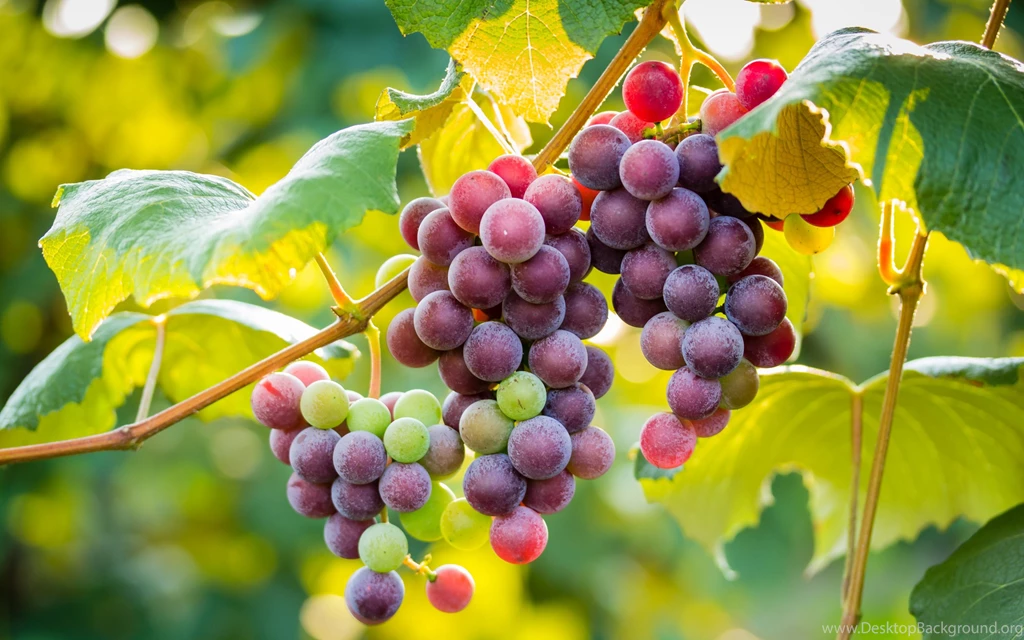 181 Grapes HD Wallpapers