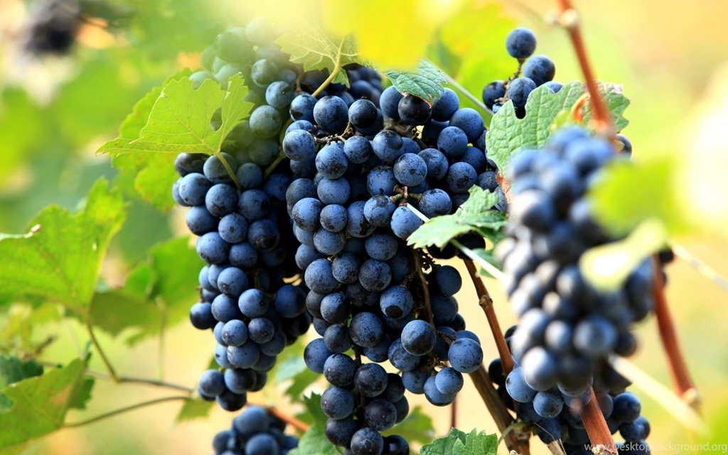 Purple Grapes Wallpaper Backgrounds 1863 2560x1600 UMad.com