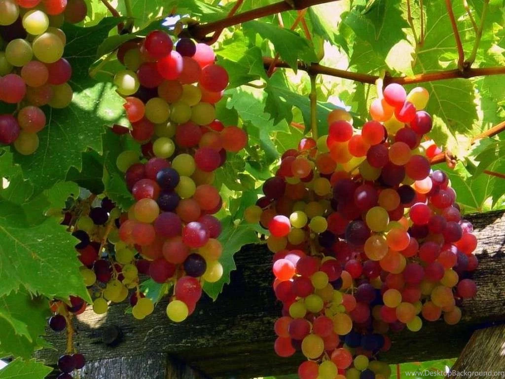 Grapes HD Pictures