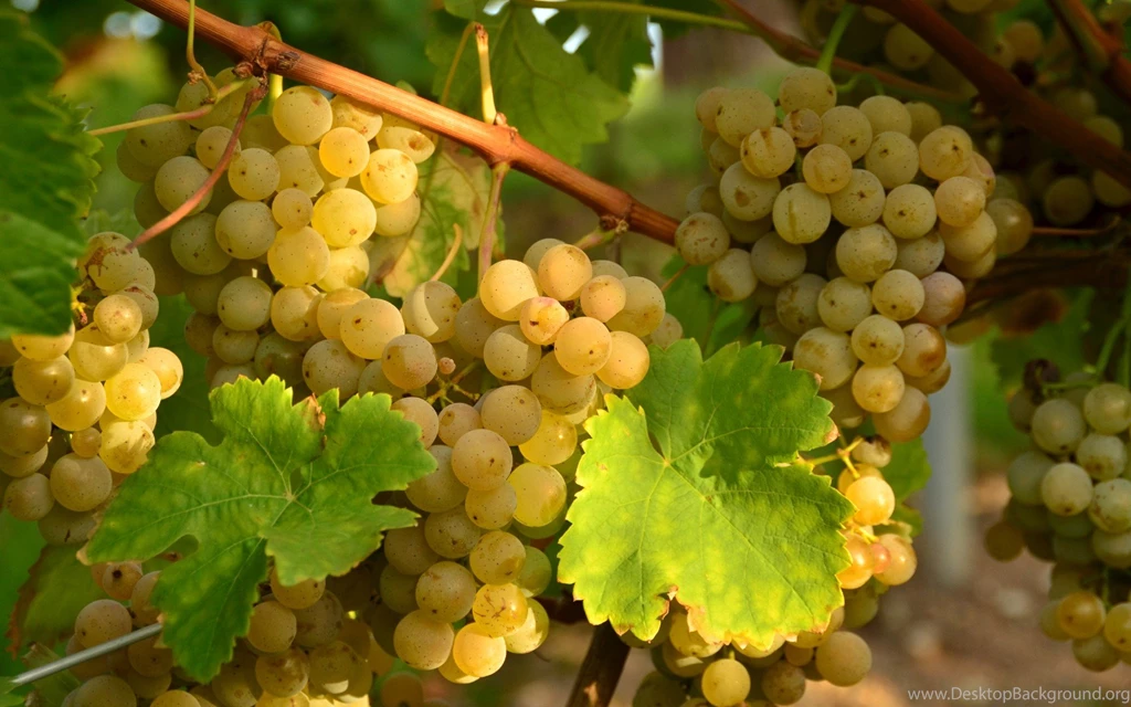 Grapes Computer Wallpapers, Desktop Backgrounds