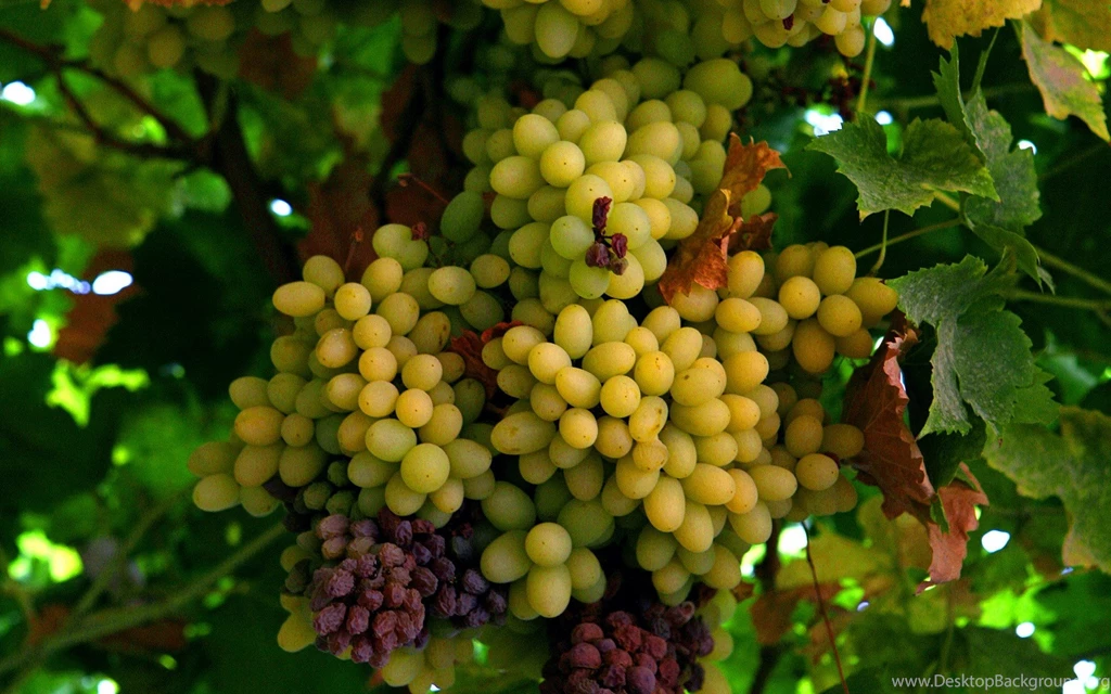 Grapes Computer Wallpapers, Desktop Backgrounds
