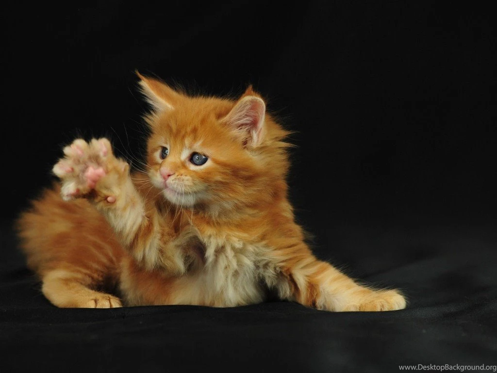 Funny Desktop Wallpapers Free