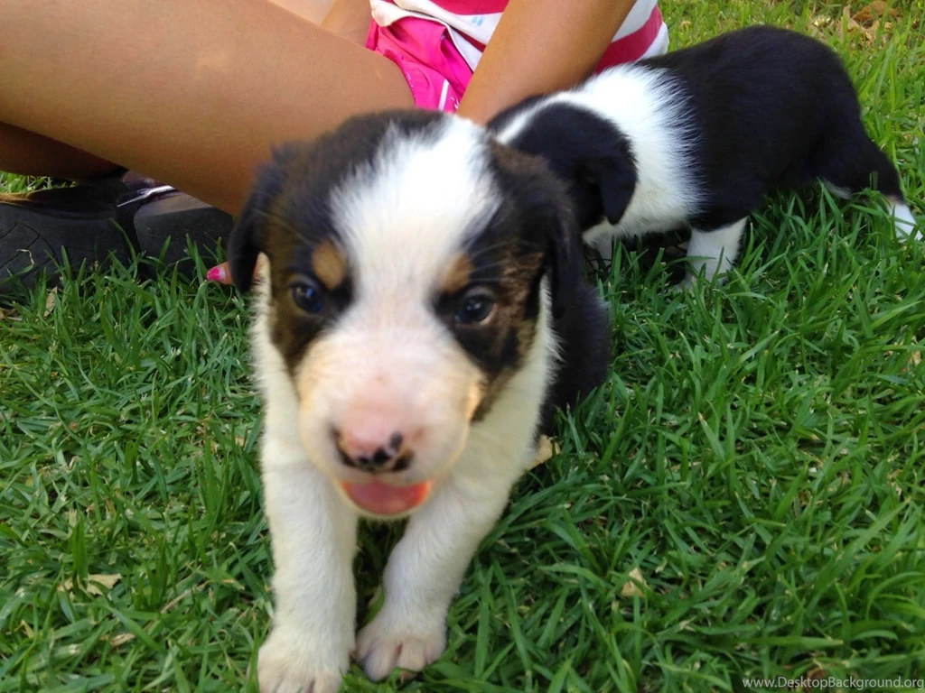 Bauers Working Border Collies: February 2015