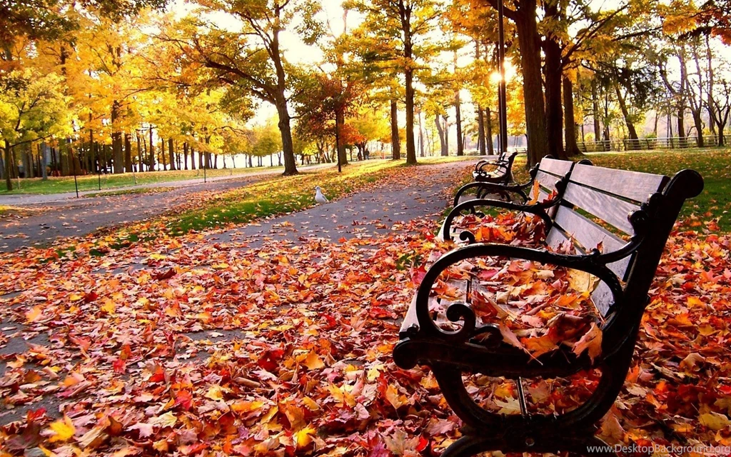 Bench Fall Leaves Wallpapers