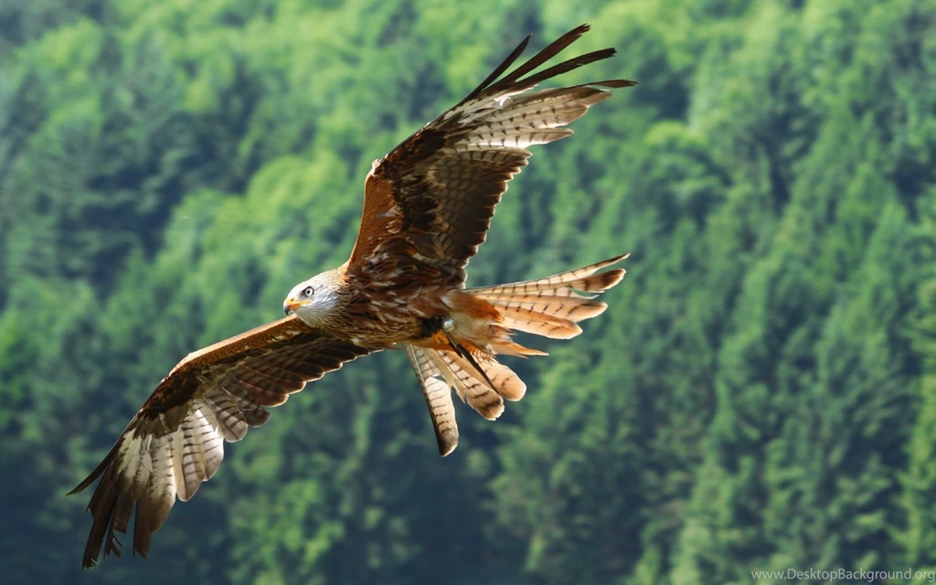 Flying Eagle Wallpapers