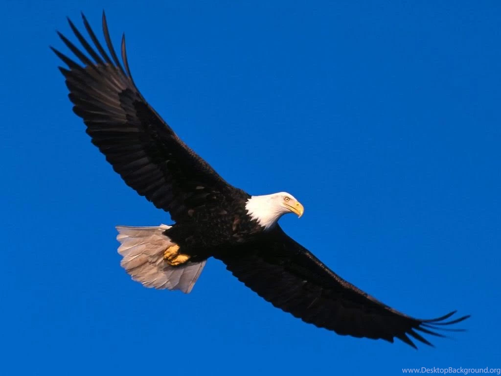 Flying Eagle Wallpapers