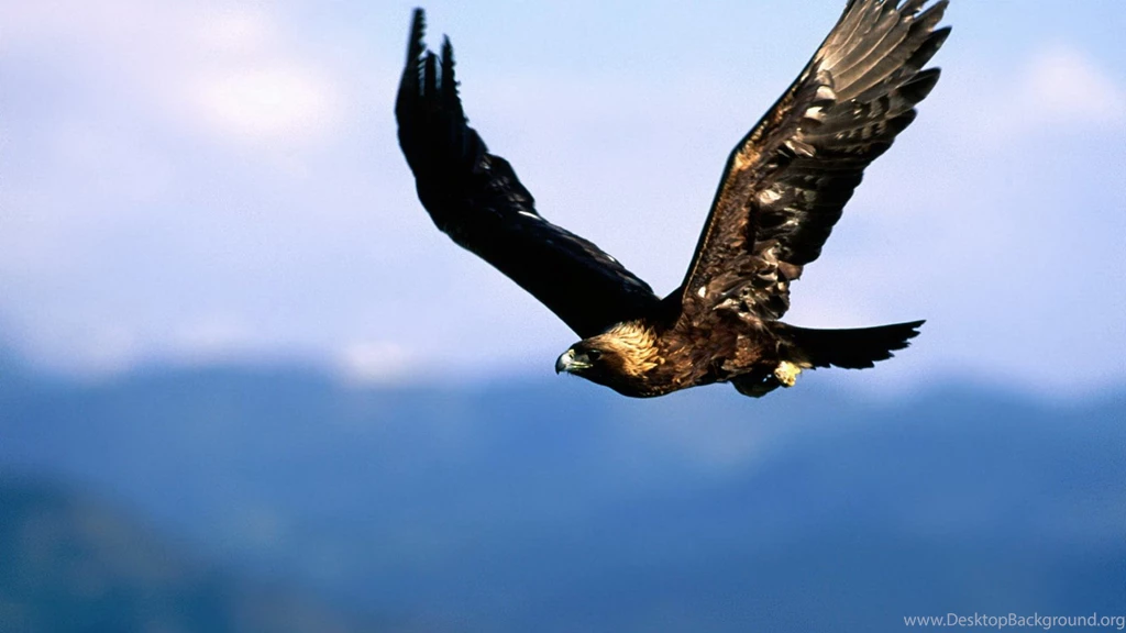 Golden Eagle, Aircraft, Flying, 1920x1080 HD Wallpapers And FREE ...