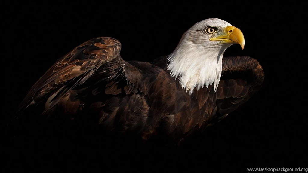 Eagle, Ready, To, Flying, High, Resolution, Wallpaper, Download ...