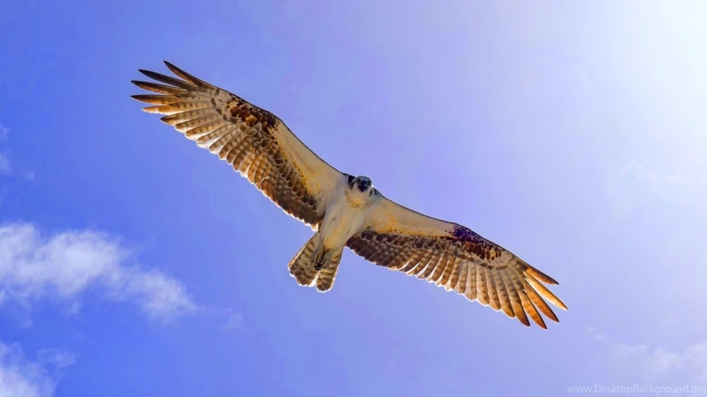 The Wallpapers Above Is Flying Eagle Wallpapers In Resolution ...