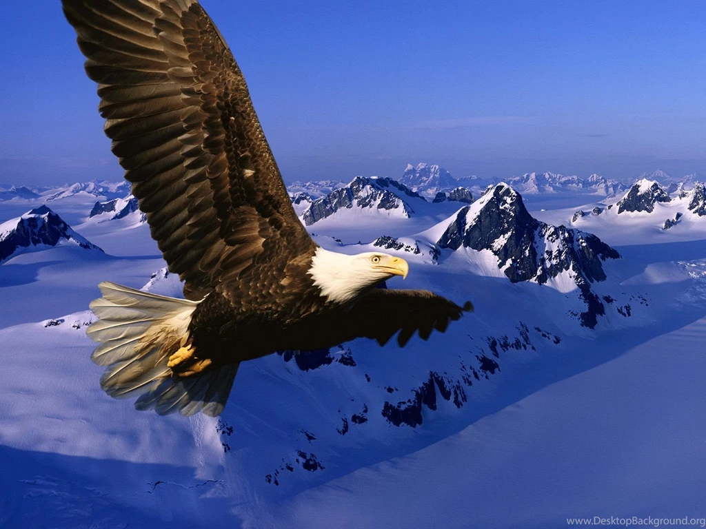 Flying Bird Wallpapers
