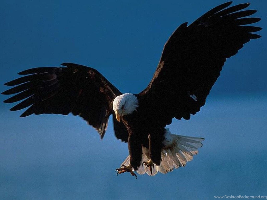 Flying Eagle Wallpapers 9782 Hd Wallpapers In Animals Imagescicom ...