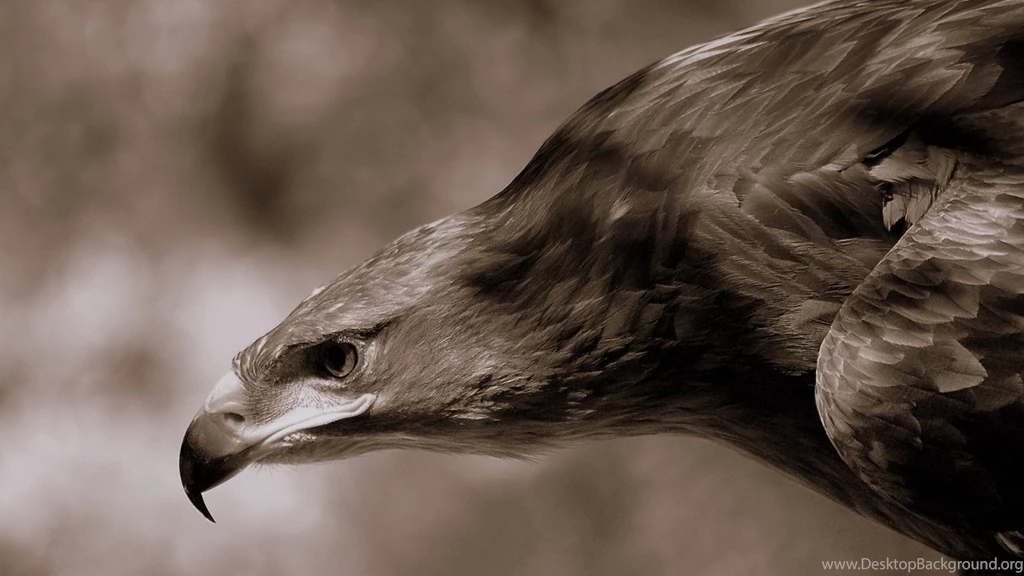 1600x900 Flying Eagle Monochrome Wallpapers