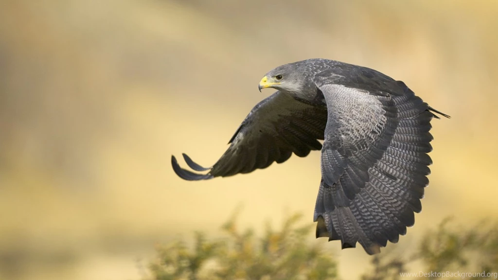 Flying Eagle Wallpapers 9819 Hd Wallpapers In Animals Imagescicom ...