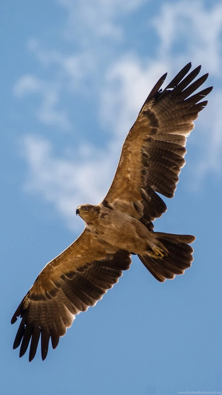 Flying Eagle