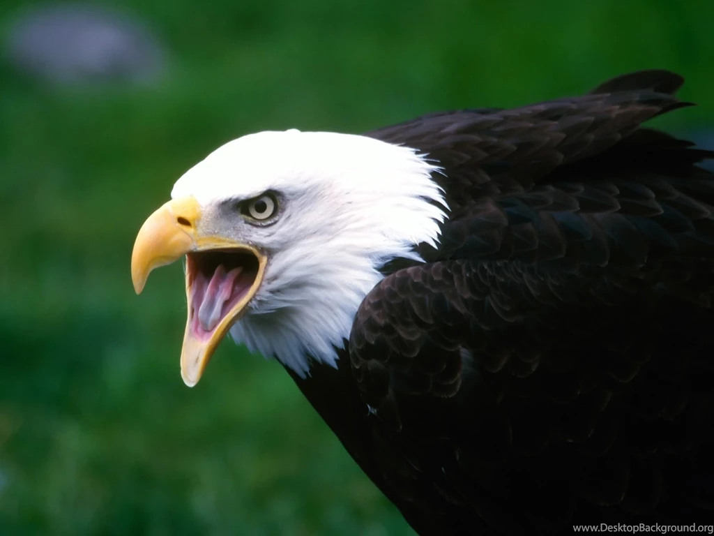 Eagle Wallpapers