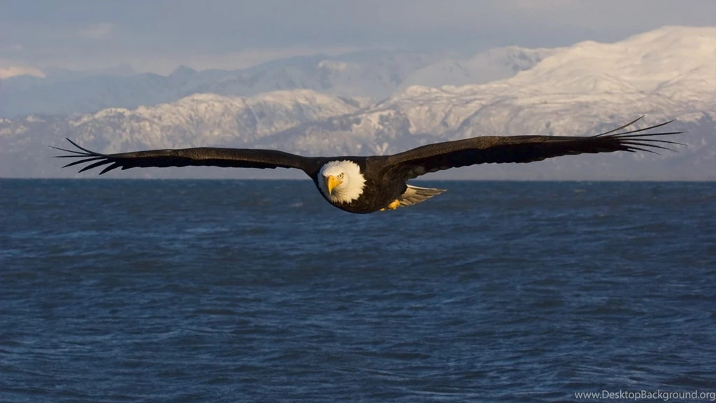 17 HD Eagle Bird Wallpapers HDWallSource.com