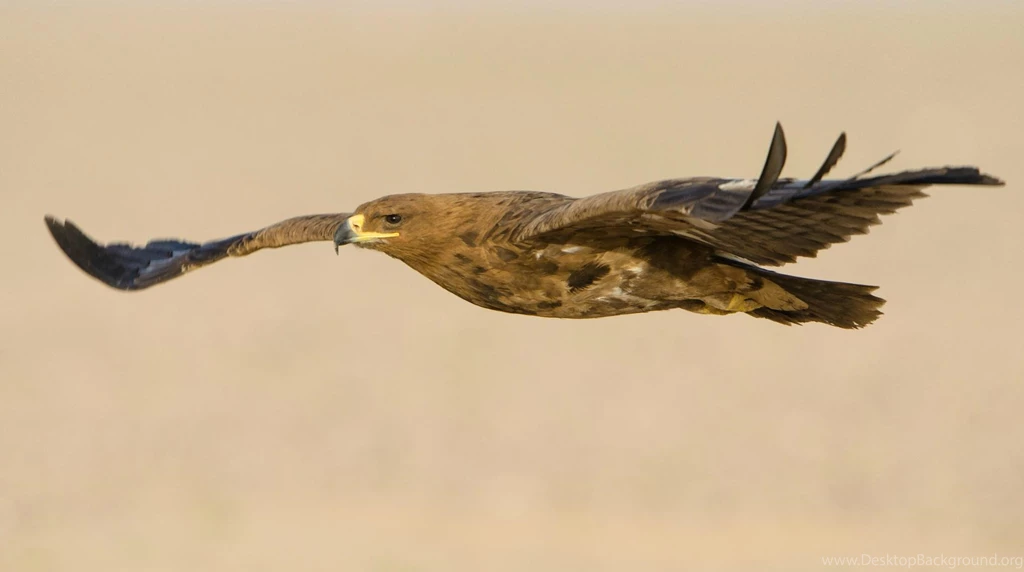 Flying Eagle (
