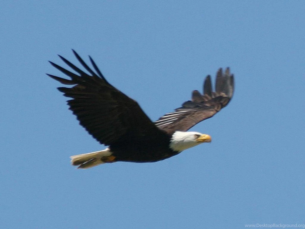 Free Bald Eagle Wallpapers Wallpapers Cave
